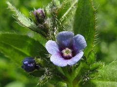 منداب آلمانی